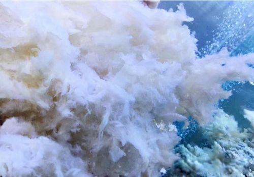 ̫����ʲô���� �ݳ�Ҳ��һζ������ҩ