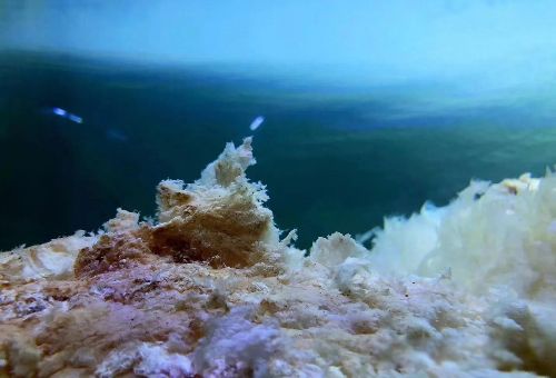 ̫����ʲô���� �ݳ�Ҳ��һζ������ҩ