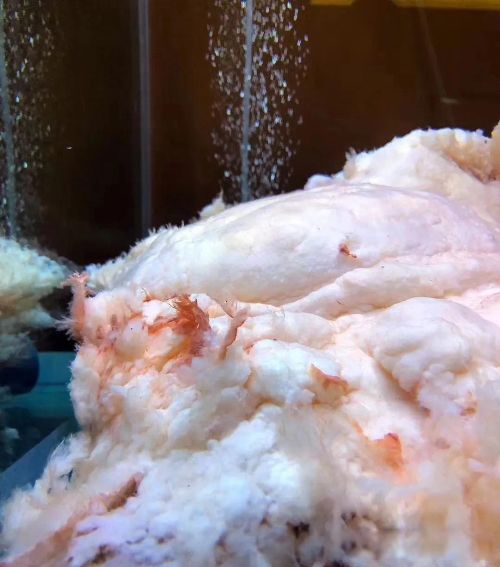 ̫����ʲô���� �ݳ�Ҳ��һζ������ҩ