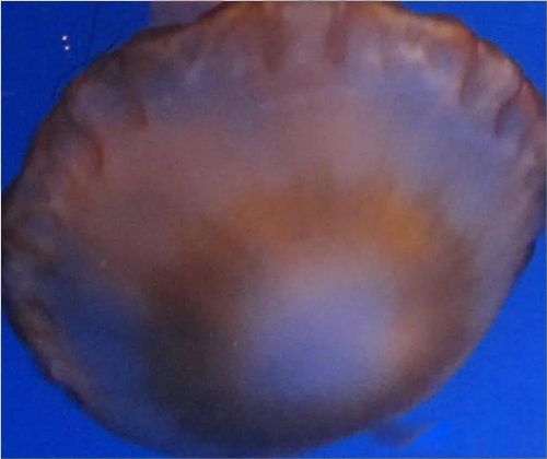 犯太岁的太岁是什么 你敢在太岁头上动土吗