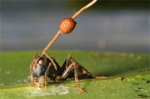 ����Ԥ��2023ɥʬ���� ��û�о���ʲôè����