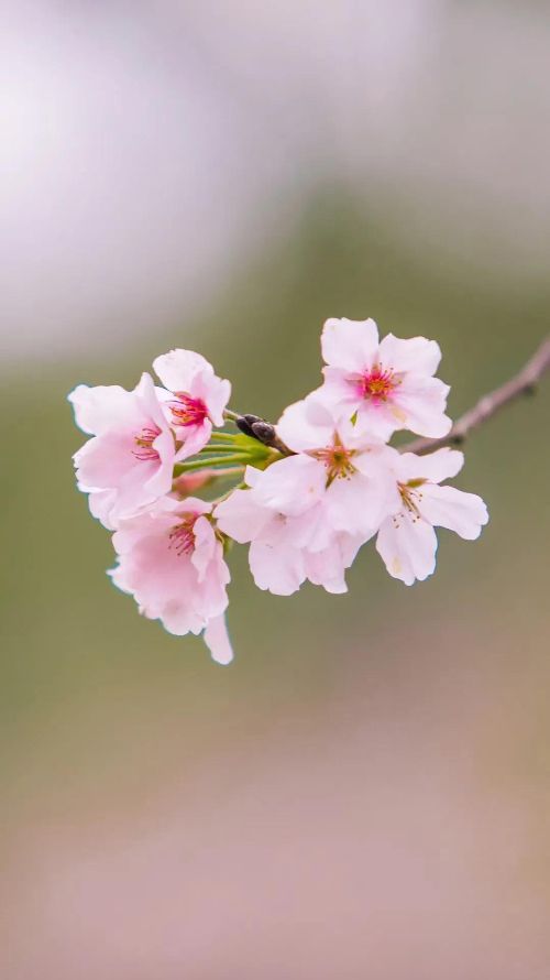 何炅为什么被全网封主要原因 私底下的事都被翻出来