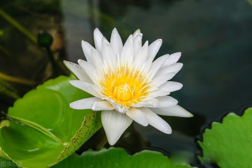 白莲花是什么意思 网络流行用语另外称呼叫绿茶婊