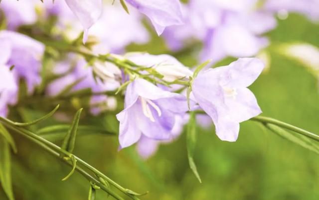 �˵�����ľ��ٸ��� ׷������Ĺ���