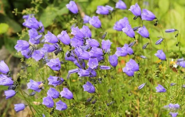 �˵�����ľ��ٸ��� ׷������Ĺ���