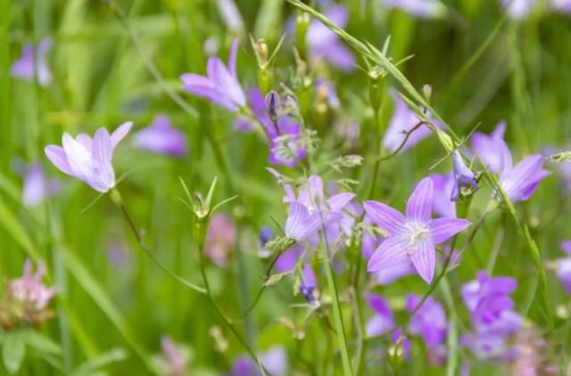 �˵�����ľ��ٸ��� ׷������Ĺ���