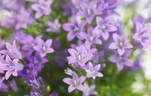 �˵�����ľ��ٸ��� ׷������Ĺ���