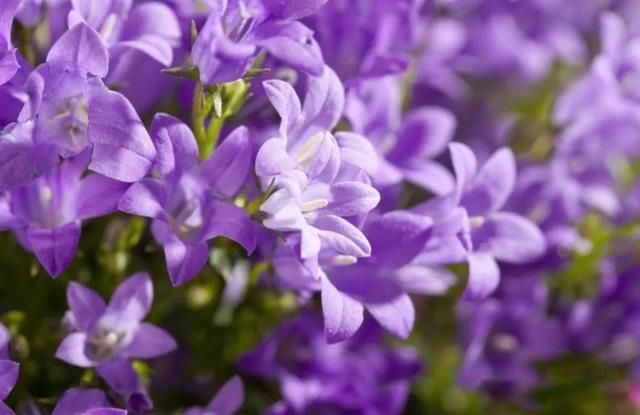 �˵�����ľ��ٸ��� ׷������Ĺ���