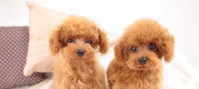 天地不仁以万物为刍狗,圣人不仁以百姓为刍狗出自哪里 什么意思