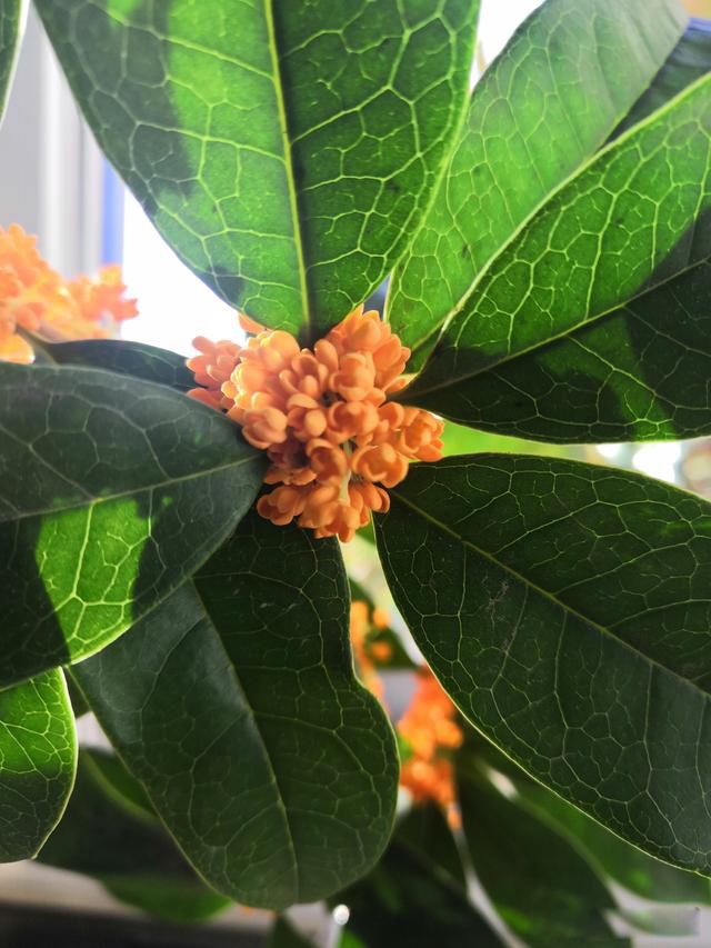 天地不仁以万物为刍狗,圣人不仁以百姓为刍狗出自哪里 什么意思