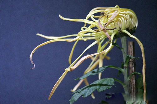 ����е�������� ������ܼ޸��������