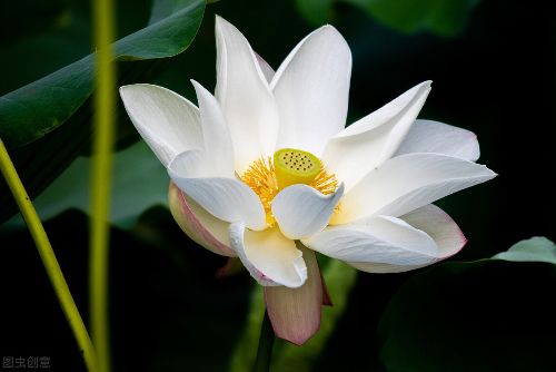 白莲花是什么样的女生 暗讽装纯洁清高的意思