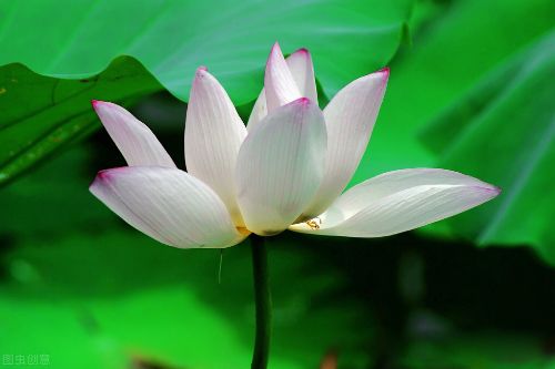 白莲花是什么样的女生 暗讽装纯洁清高的意思