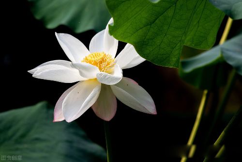 白莲花是什么样的女生 暗讽装纯洁清高的意思