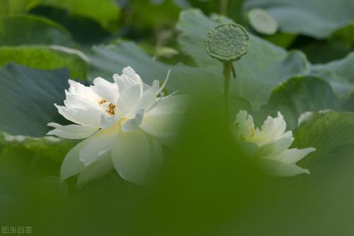 白莲花是什么样的女生 暗讽装纯洁清高的意思
