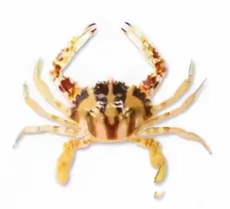 �зŮ��ʲô��˼ ˵���˾�����˽������Ů��