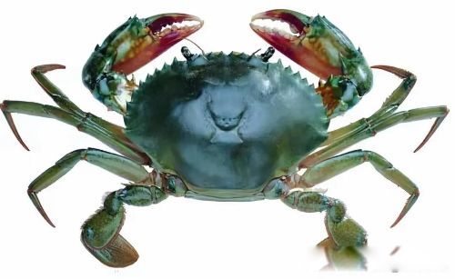 �зŮ��ʲô��˼ ˵���˾�����˽������Ů��