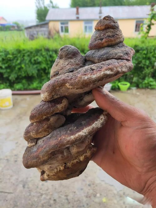 不婚主义女生真实想法 女性有以下几种想法