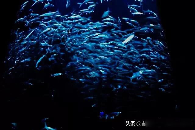 ����ħ��ʲô��˼ ����ħ����ǵ����������