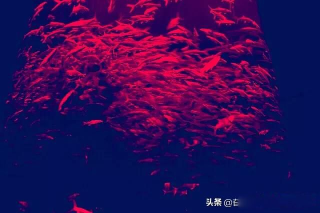 ����ħ��ʲô��˼ ����ħ����ǵ����������