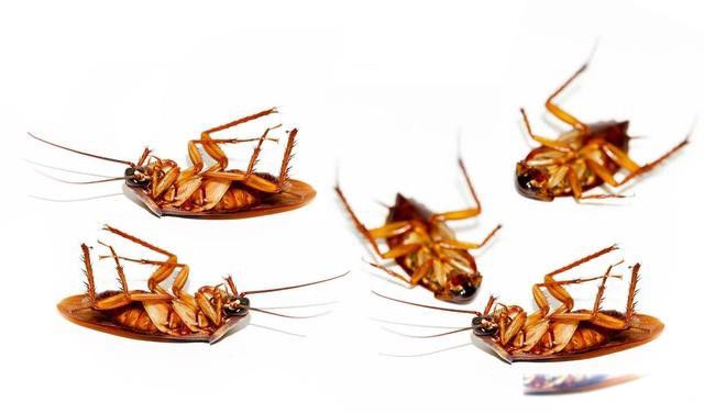 家里有蟑螂怎么办能除根 用此法最终家中再无小强