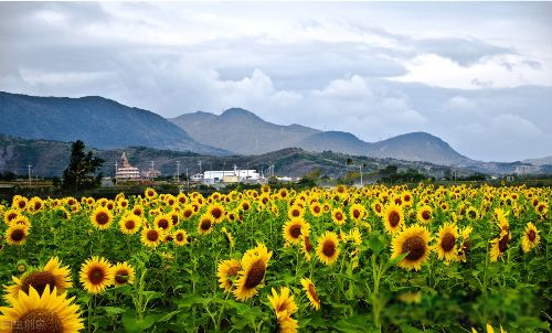 有趣的灵魂百里挑一,好看的皮囊千篇一律 将一种悖论说成了真理