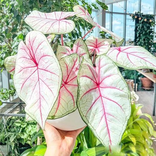 ���˷��������������� ���в���Ϊ�˵���ԭ��