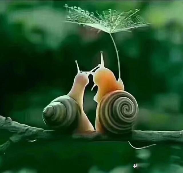 �˵�����ľ��ٸ��� ��������һ��һ���˵Ĺ¶�����Ϸ