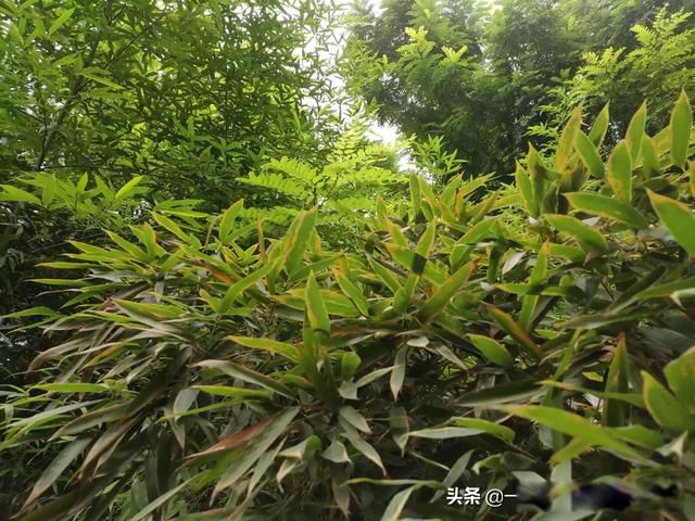 �˵�����ľ��ٸ��� ��������һ��һ���˵Ĺ¶�����Ϸ