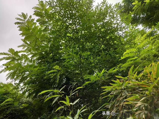 �˵�����ľ��ٸ��� ��������һ��һ���˵Ĺ¶�����Ϸ