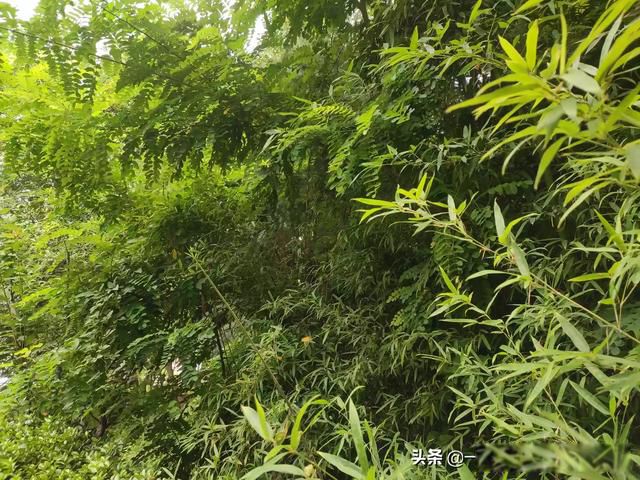 �˵�����ľ��ٸ��� ��������һ��һ���˵Ĺ¶�����Ϸ