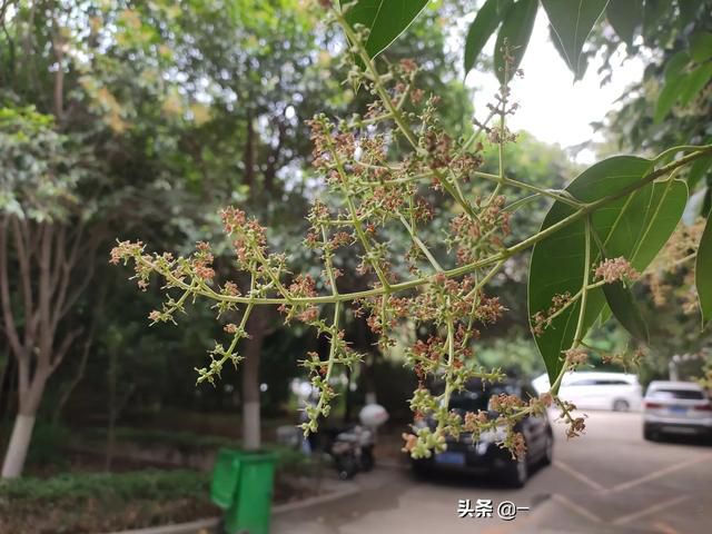 �˵�����ľ��ٸ��� ��������һ��һ���˵Ĺ¶�����Ϸ