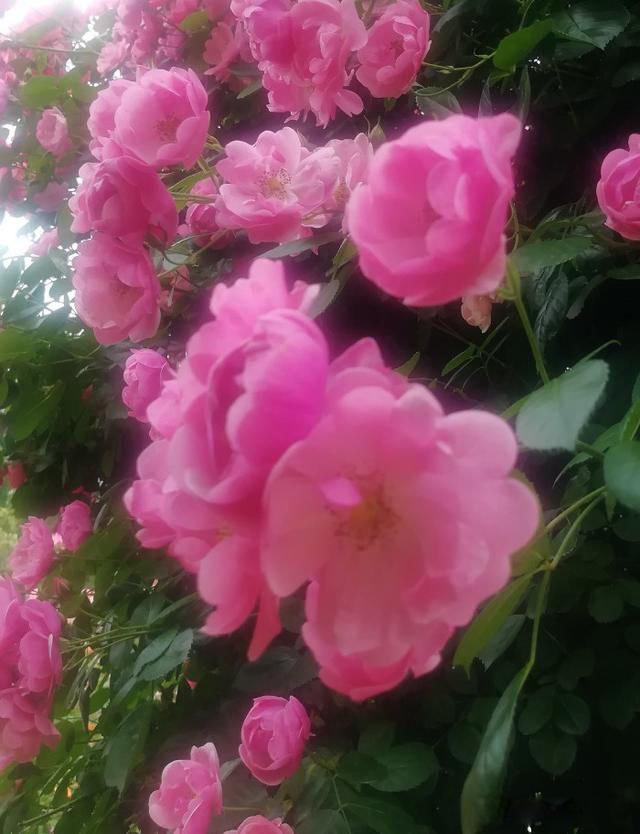 �˷���,�ط���,�취��,������Ȼ �˵����ҪЧ��ʲô