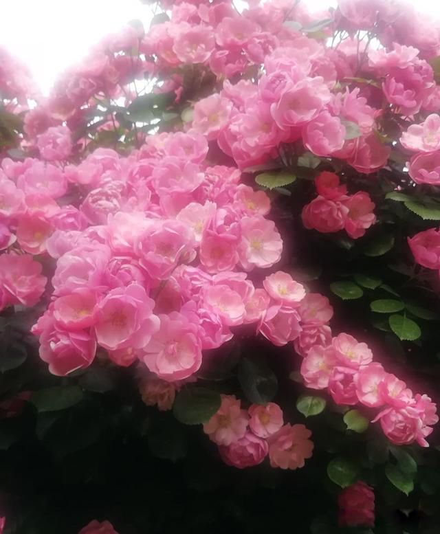 �˷���,�ط���,�취��,������Ȼ �˵����ҪЧ��ʲô