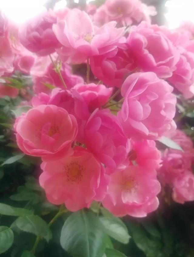 �˷���,�ط���,�취��,������Ȼ �˵����ҪЧ��ʲô