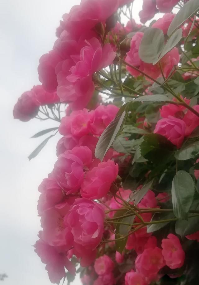 �˷���,�ط���,�취��,������Ȼ �˵����ҪЧ��ʲô