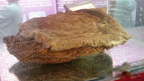 太岁是什么东西 一种粘菌的复合体