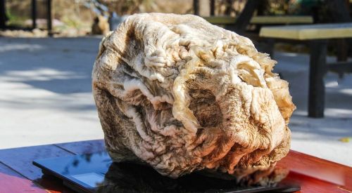 太岁是什么东西 一种粘菌的复合体