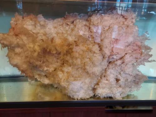 太岁是什么东西 一种粘菌的复合体