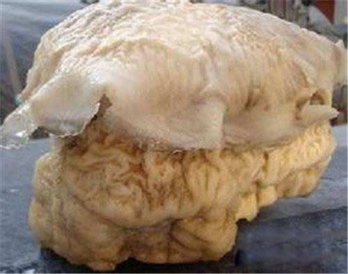 太岁是什么东西 一种粘菌的复合体