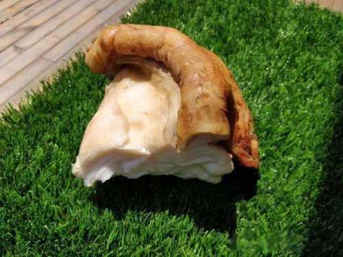 太岁是什么东西 一种粘菌的复合体