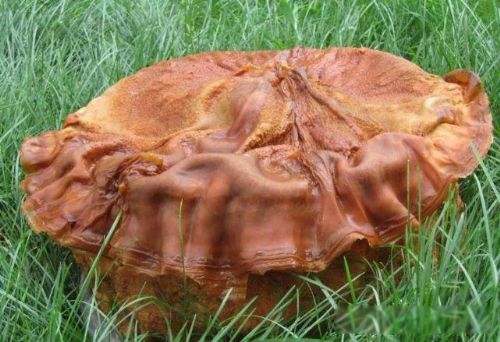 太岁是什么东西 一种粘菌的复合体