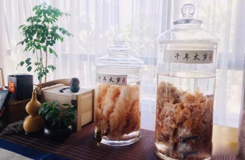 太岁是什么东西 一种粘菌的复合体