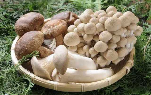 太岁是什么东西 一种粘菌的复合体