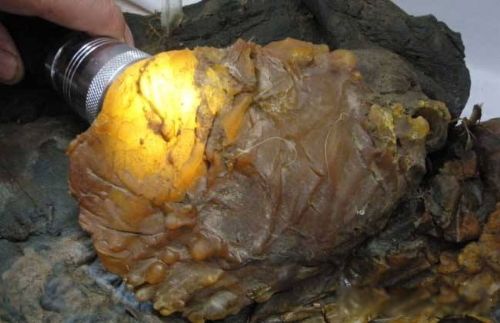 太岁是什么东西 一种粘菌的复合体