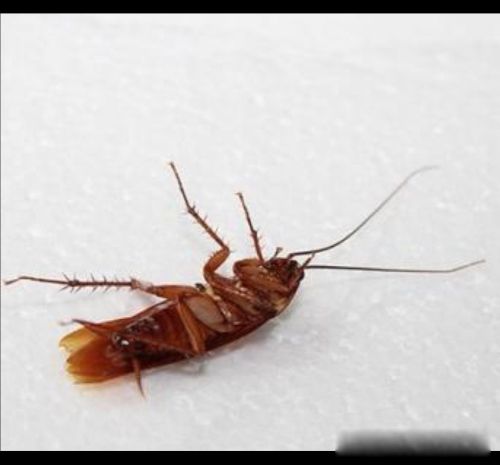 �����������ô�� Ԥ��Ϊ����ɱ��ͣ