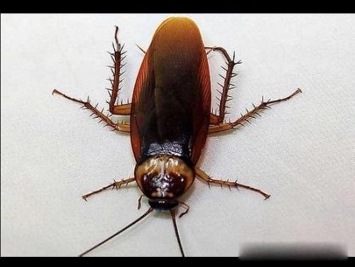 �����������ô�� Ԥ��Ϊ����ɱ��ͣ