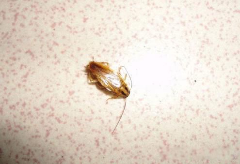 �����������ô���ܳ��� �м����������Գ����