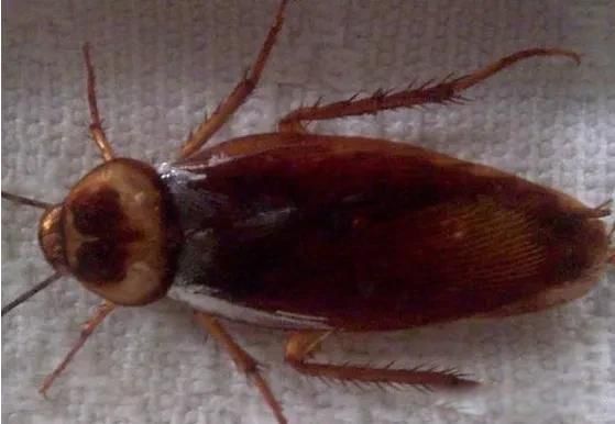 �����������ô���ܳ��� �м����������Գ����