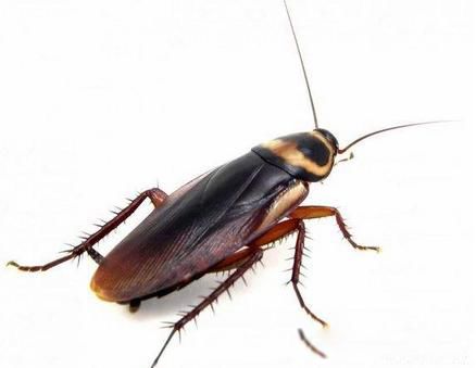 �����������ô���ܳ��� �м����������Գ����